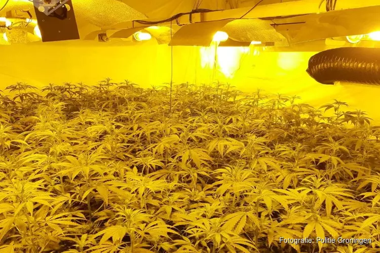 Hennepkwekerij met 383 planten geruimd