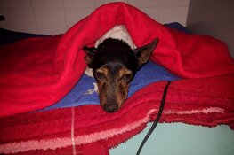 Zieke Jack Russell Fritz was nog net op tijd bij de dierenarts