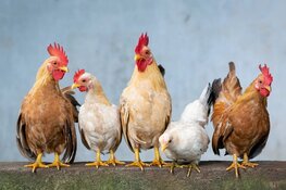 Vogelgriep vastgesteld op pluimveebedrijf in Losdorp