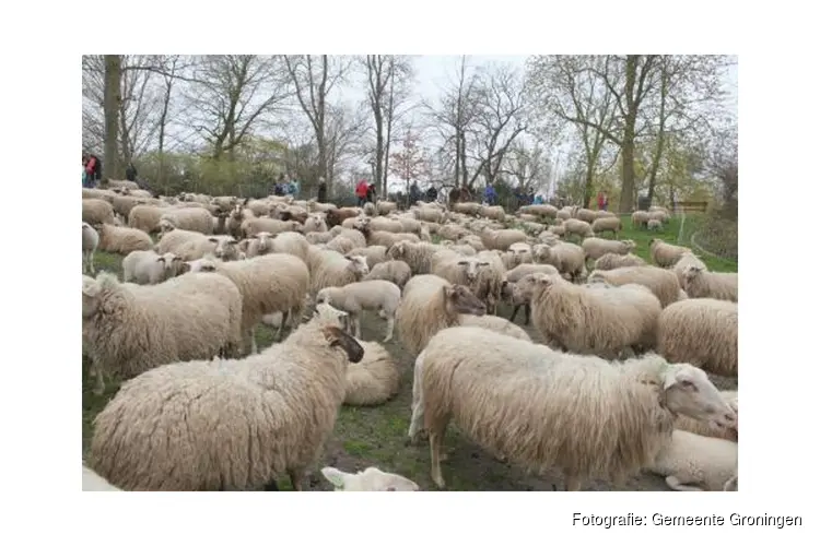 Schaapscheerdersdag en wolmarkt in Noorderplantsoen op zaterdag 4 juni