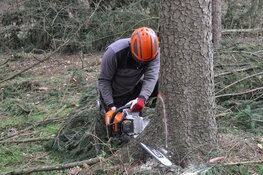 Bomen moeten verdwijnen voor heide
