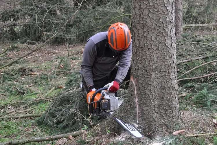 Bomen moeten verdwijnen voor heide