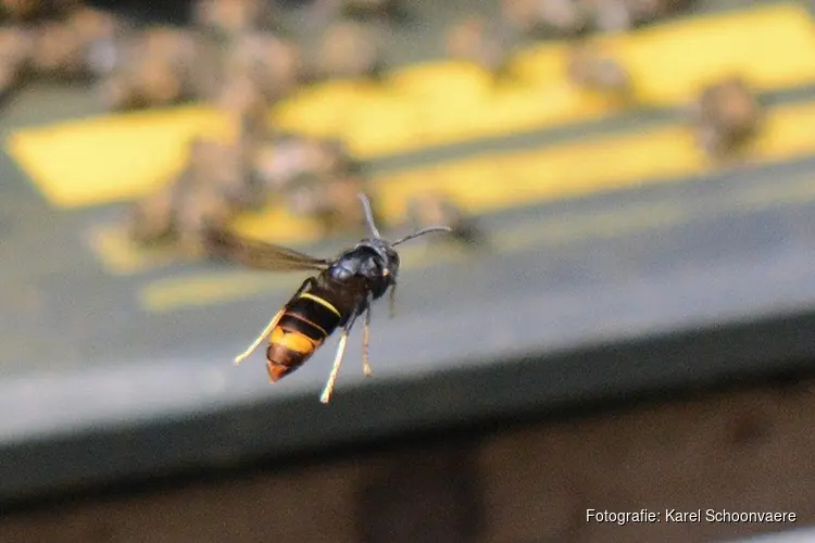 Noordelijk Nederland houdt nog stand tegen Aziatische hoornaar