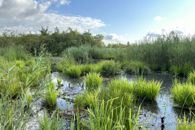 Natuurherstel van uniek laagveengebied in Doezumermieden