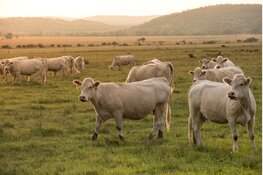 Groengas uit mest: hoe boeren bijdragen aan een duurzame toekomst