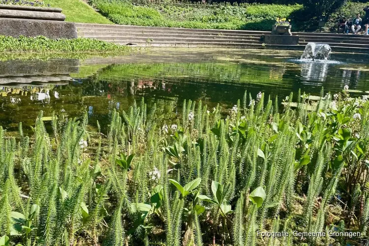 “Als je geluk hebt zie je haar bloeien in het Noorderplantsoen”
