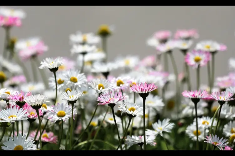 Ontdek het zelf tijdens de Week van de Biodiversiteit