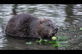 Bever in Groningen gedood om risico’s te voorkomen