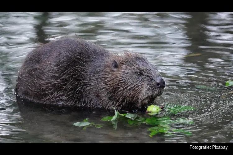 Bever in Groningen gedood om risico’s te voorkomen