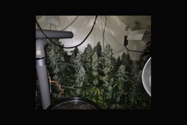 Hennepkwekerij in Hoogezand opgerold