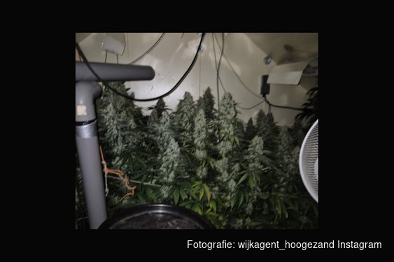 Hennepkwekerij in Hoogezand opgerold