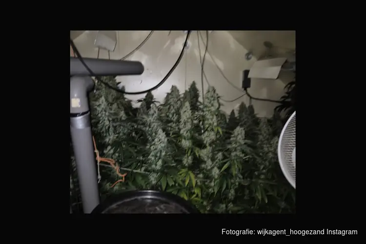 Hennepkwekerij in Hoogezand opgerold