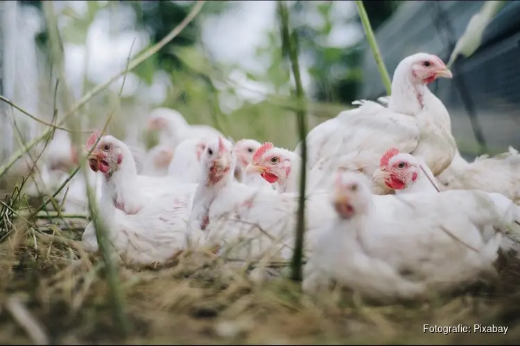 Vogelgriep vastgesteld in Uithuizermeeden