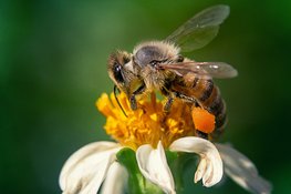Ontdek de fascinerende wereld van de honingbij tijdens de Landelijke Open Imkerijdagen in de Hortus