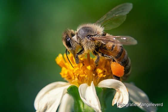 Ontdek de fascinerende wereld van de honingbij tijdens de Landelijke Open Imkerijdagen in de Hortus