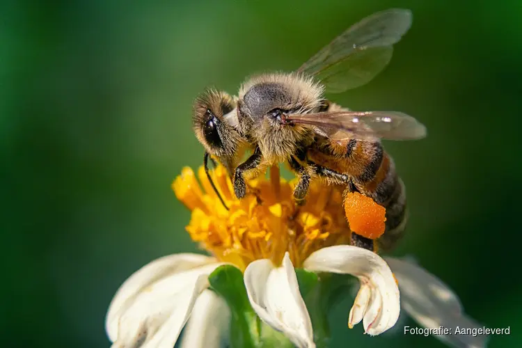 Ontdek de fascinerende wereld van de honingbij tijdens de Landelijke Open Imkerijdagen in de Hortus